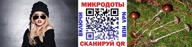 Псилоцибиновые грибы Psilocybe как найти закладки Кирс